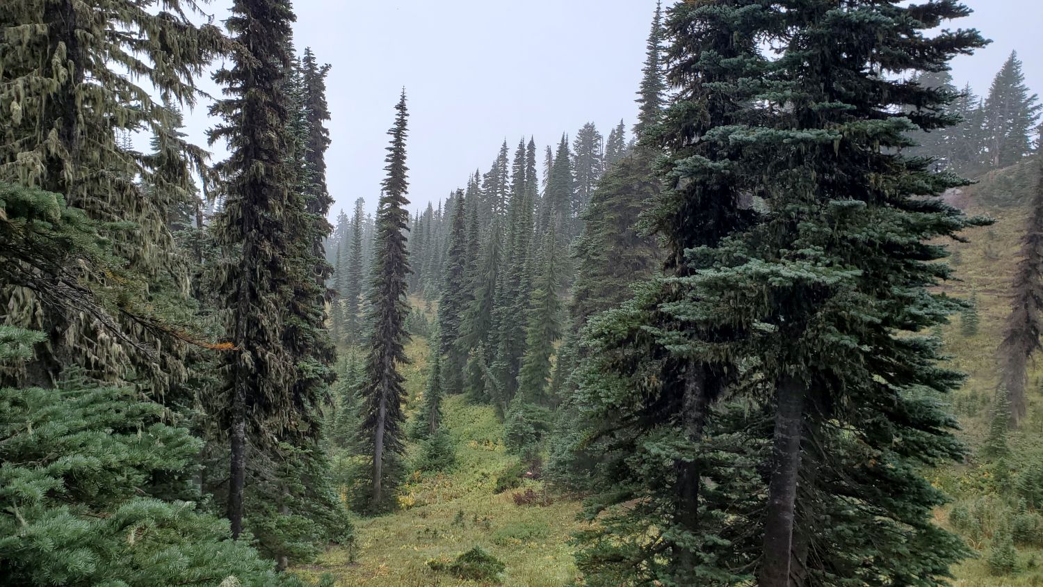 Mount Rainier NP 